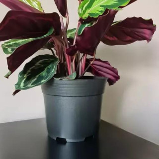 Növénycserép - 500 db