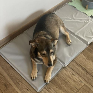 Hűsítő szürke szőnyeg állatoknak 90x50 cm